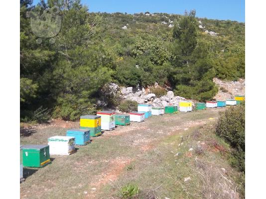 απο τον πιο μικρο μελισσοκομο